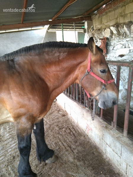 Caballo Burguete venta por consanguinidad in 