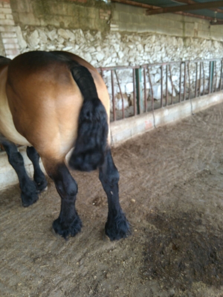 Caballos Enteros Burguete - Caballo Burguete venta por consanguinidad