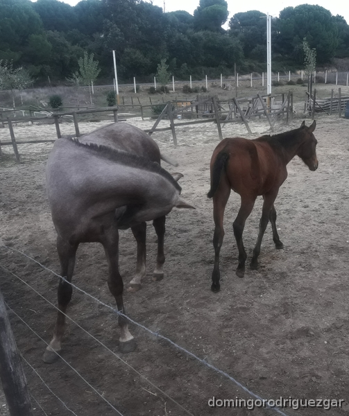  Magníficos Potros PRE in 