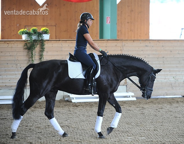 Excelente Caballo Castrado Hannoveriano.  - Caballos Enteros Hannoveriano