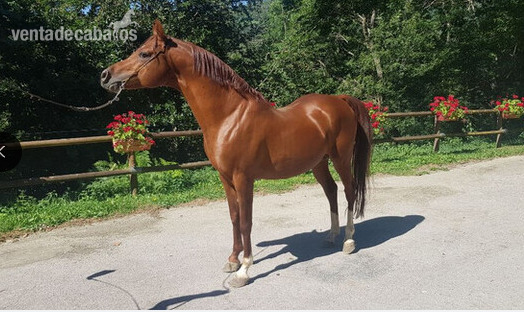 EN VENTA SEMENTAL P. R. A in 