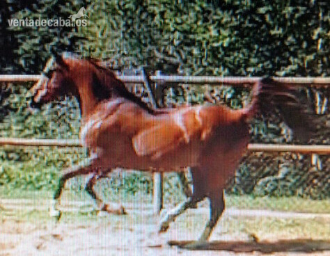 Caballos Pura Raza Española (P.R.E.) Arabe - EN VENTA SEMENTAL P. R. A