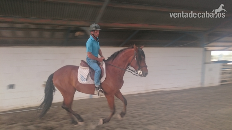 Caballo PRE en venta in 