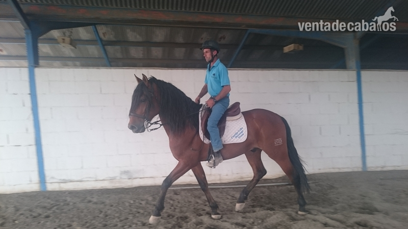 Caballos Pura Raza Española (P.R.E.) Pura Raza Española - Caballo PRE en venta