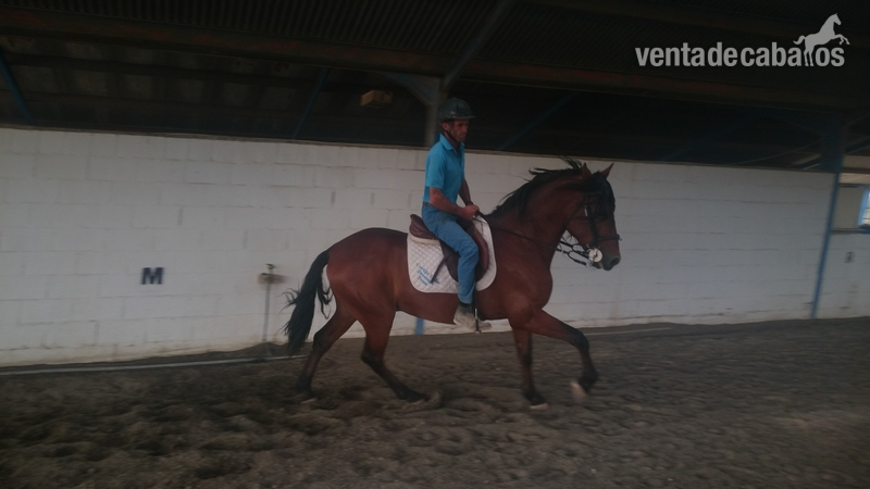 Caballo PRE en venta - Caballos Pura Raza Española (P.R.E.) Pura Raza Española