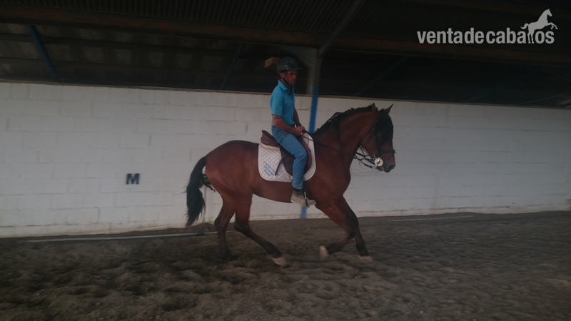 Caballo PRE en venta - Pura Raza Española