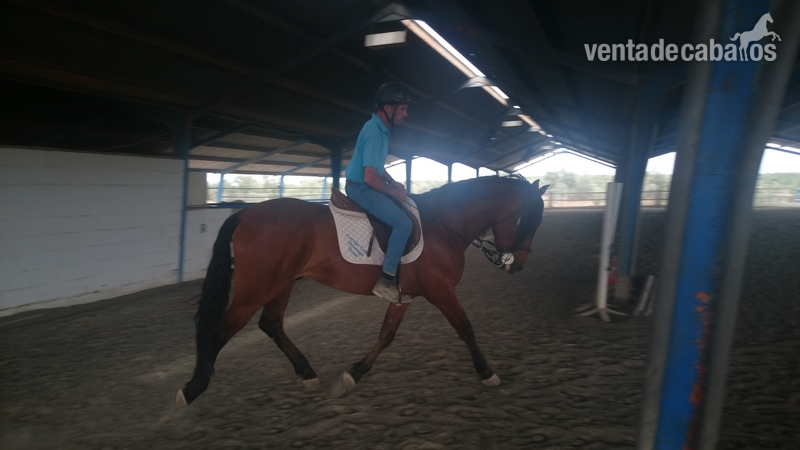 Caballo PRE en venta - Caballos Pura Raza Española (P.R.E.)