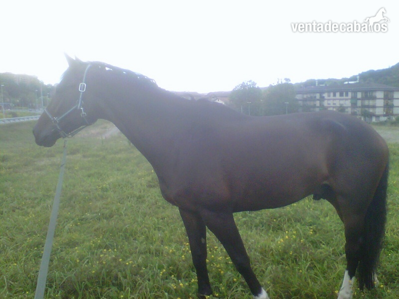 Caballo de Deporte Español (CDE)