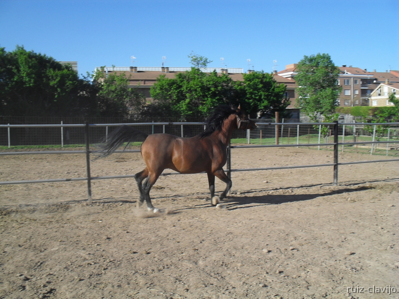 Caballos Árabes PRÁ - SEMENTAL PURA RAZA ÁRABE