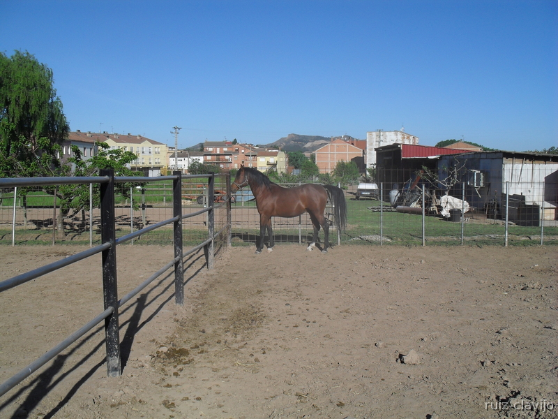 SEMENTAL PURA RAZA ÁRABE - Caballos Árabes PRÁ