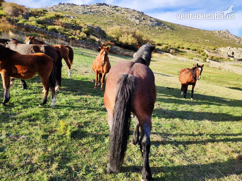Caballo hispano breton in 