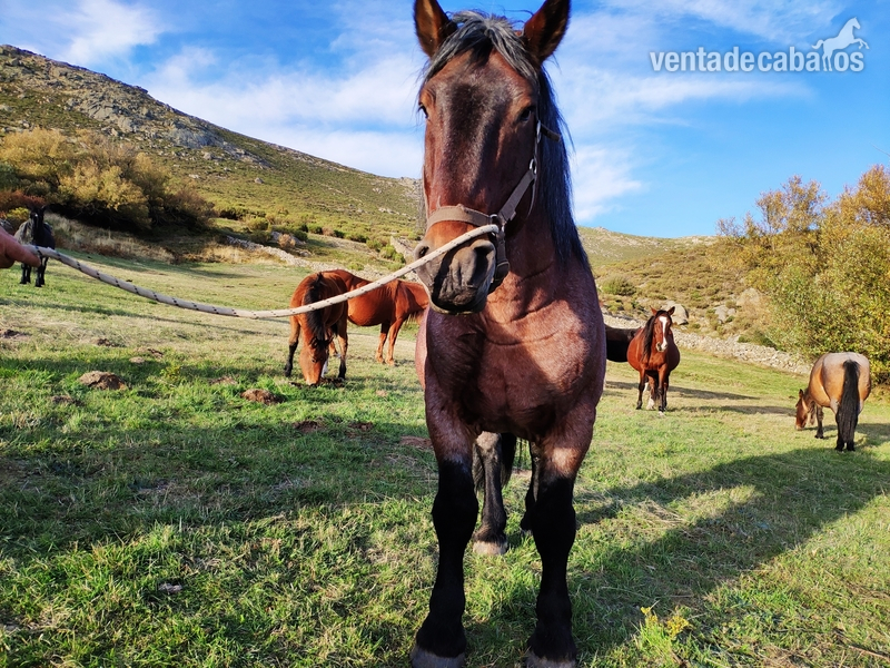 Caballos Enteros Hispano Bretón - Caballo hispano breton