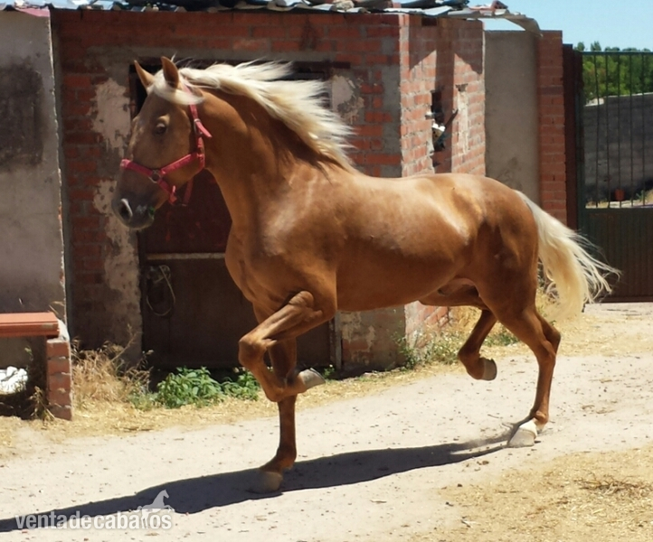 perla lusitano espectacular barroco  in 