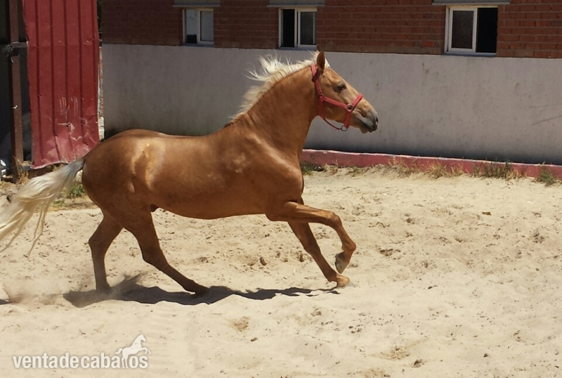 Lusitano