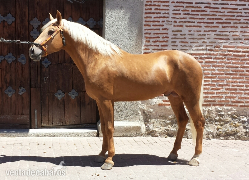 Lusitano {TYPE}