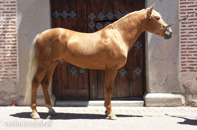 Caballos Enteros Lusitano - perla lusitano espectacular barroco 