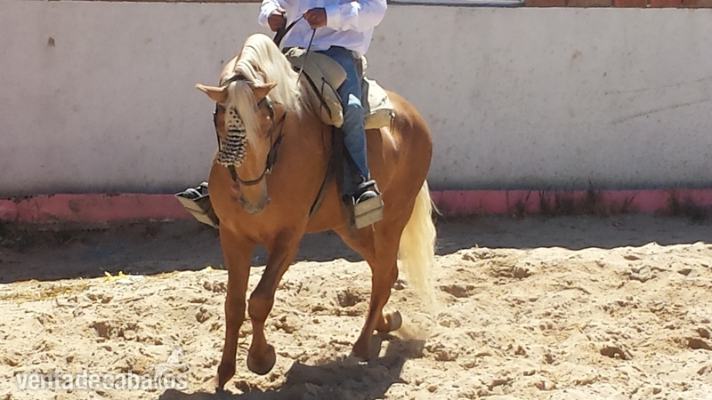 perla lusitano espectacular barroco  - Caballos Enteros Lusitano