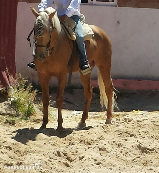 perla lusitano espectacular barroco  - Lusitano
