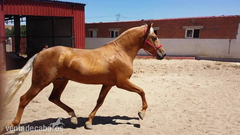 perla lusitano espectacular barroco  - Caballos Enteros