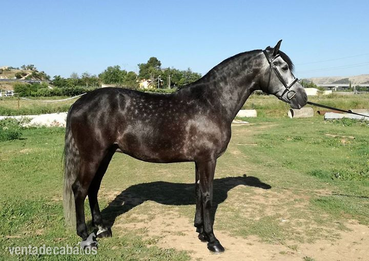 CABALLO PRE DE 7 AÑOS in 