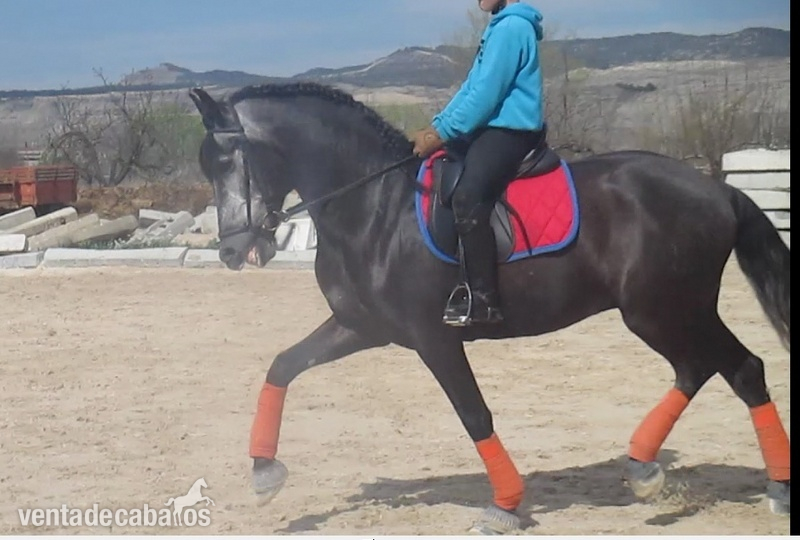 CABALLO PRE DE 7 AÑOS - Caballos Pura Raza Española (P.R.E.) PRE