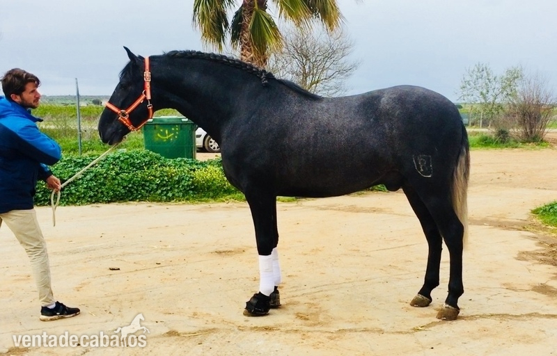 PRE 3 años Entero/ Stallion 3 yo in 