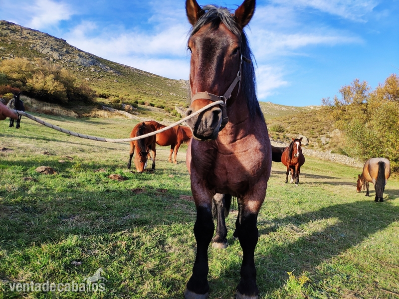 Caballo hispano breton in 
