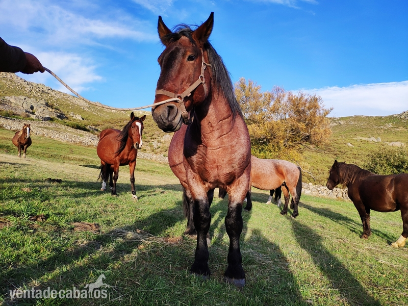 Caballos Enteros Hispano Bretón - Caballo hispano breton