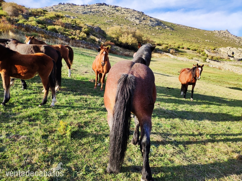 Caballo hispano breton - Caballos Enteros Hispano Bretón