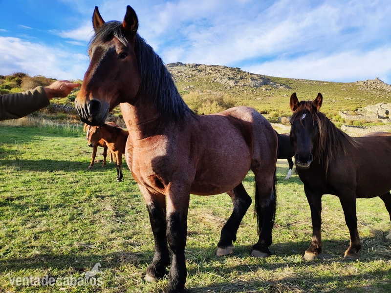 Caballo hispano breton - Hispano Bretón