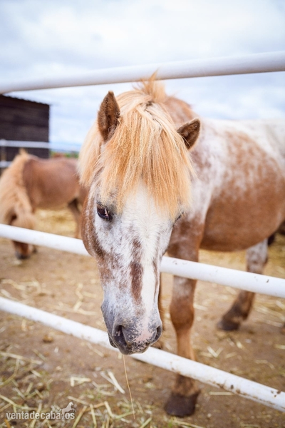 Cesion de ponis y Caballos in 
