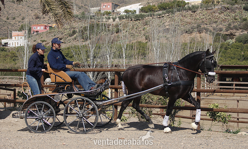 Caballos Pura Raza Española (P.R.E.) Pura Raza Española - Venta de Semental Negro. Kalifa DM