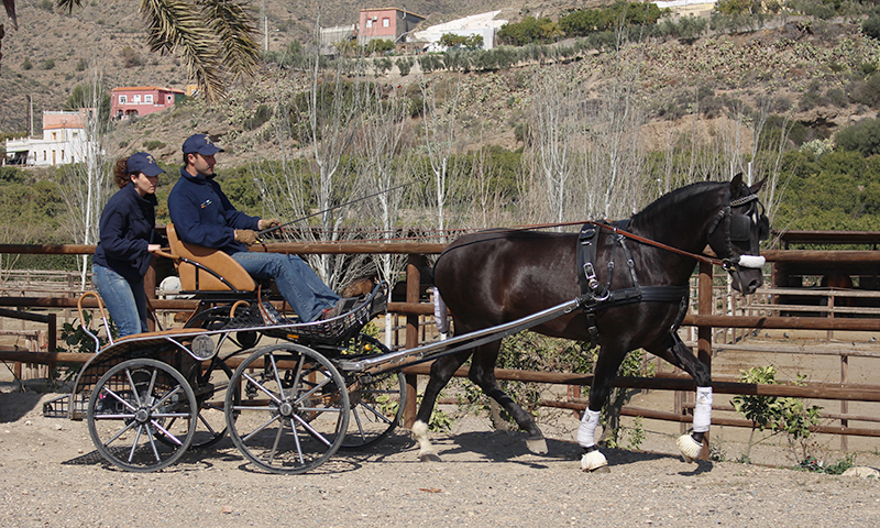 Caballos Pura Raza Española (P.R.E.) Pura Raza Española - Venta de Semental Negro. Kalifa DM