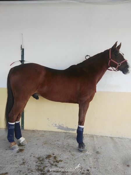 Caballo anglo-árabe alazano trialbo,careto,con muy buenos movimientos in 