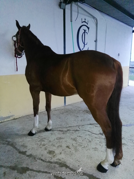 Caballos Capados Anglo-árabe - Caballo anglo-árabe alazano trialbo,careto,con muy buenos movimientos