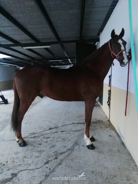 Caballo anglo-árabe alazano trialbo,careto,con muy buenos movimientos - Caballos Capados Anglo-árabe