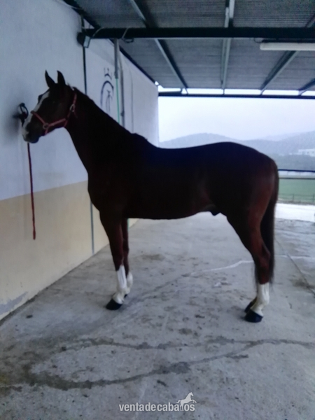 Caballo anglo-árabe alazano trialbo,careto,con muy buenos movimientos - Anglo-árabe