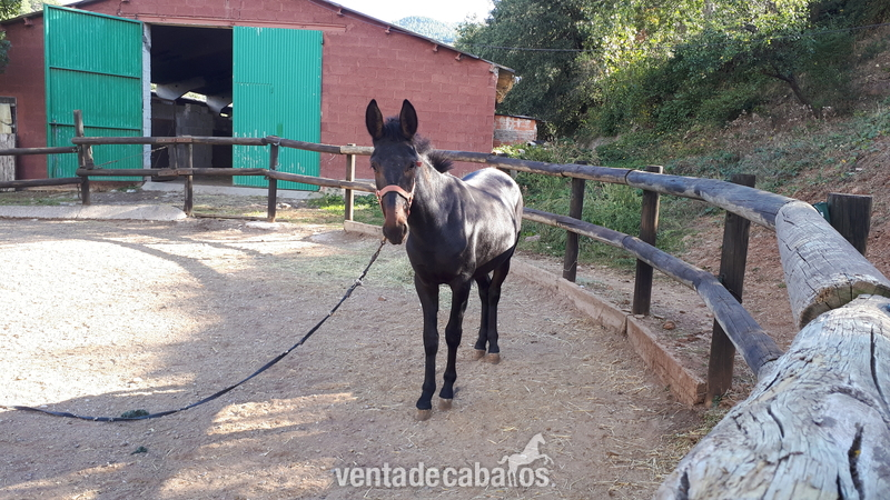 MULO de madre P.R.E  in 