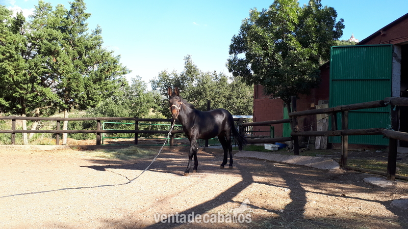 Burros Pura Raza Española la madre - MULO de madre P.R.E 