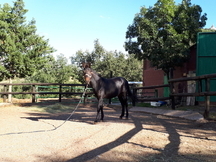 MULO de madre P.R.E