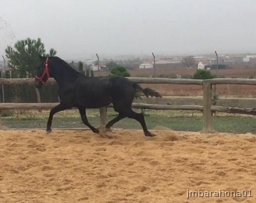 Caballos Pura Raza Española (P.R.E.) Pura Raza Española - VENTA POTRA GRANDA DE CALIDAD 2 AÑOS