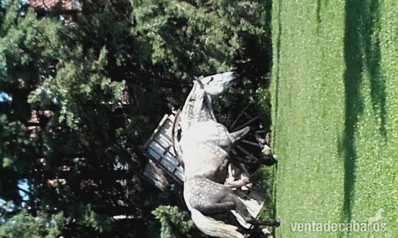 caballos y yeguas in 