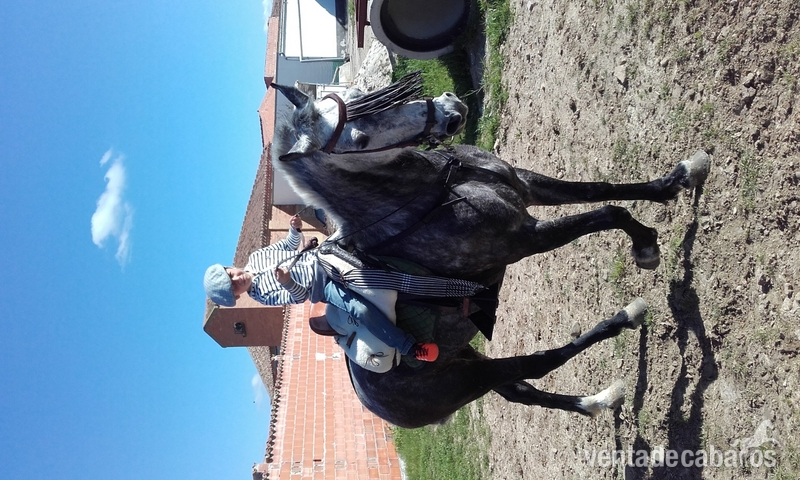 Hispano-Arabe