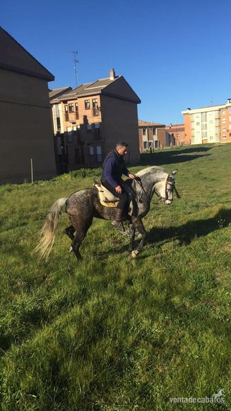 caballos y yeguas - Busco/Cambio/Cedo Caballo Hispano-Arabe