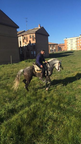 caballos y yeguas - Busco/Cambio/Cedo Caballo Hispano-Arabe
