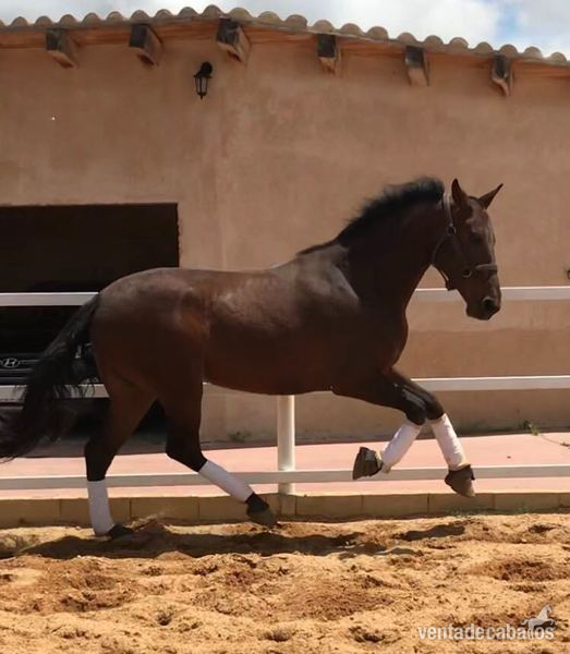PRE - TH DESEO - Caballos Pura Raza Española (P.R.E.) Pura Raza Española