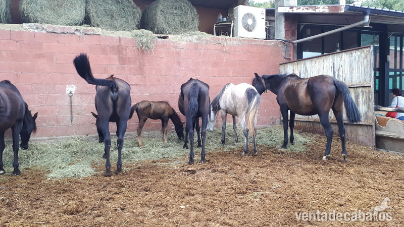YEGUADA DE PURA RAZA ESPAÑOLA. - Yeguas Pura Raza Española