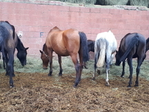 YEGUADA DE PURA RAZA ESPAÑOLA.