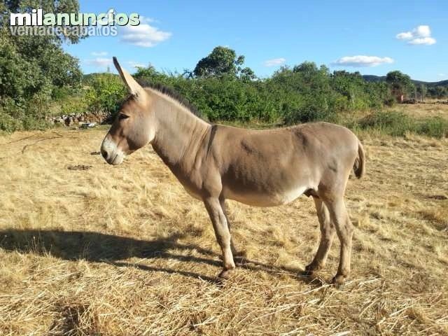Se vende precioso burro gris, entero. in 