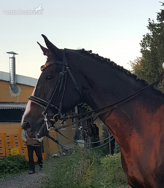 Oportunidad caballo gran premio in 